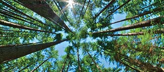 RINA forestry development certification services