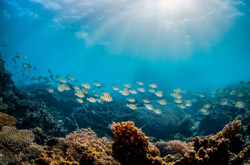 RINA Minerva project