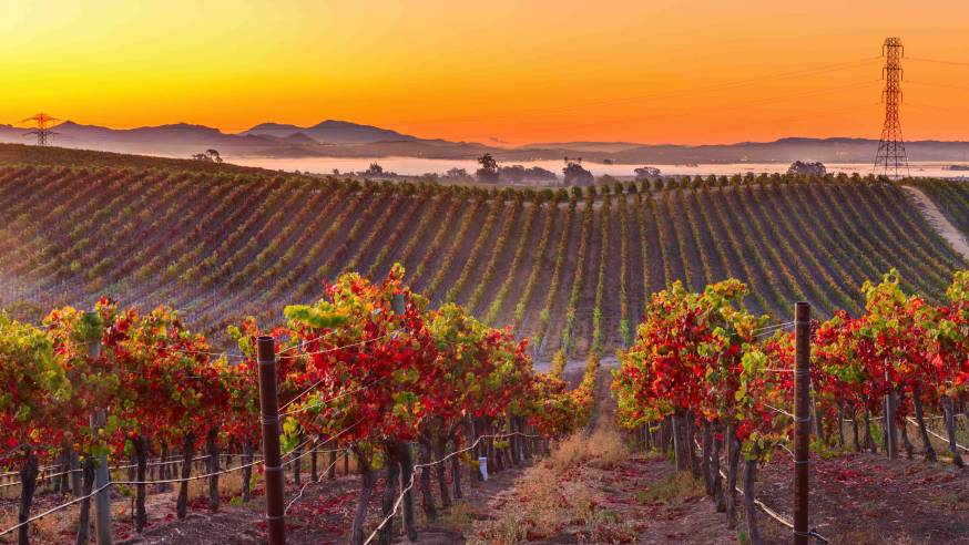 certificazione vini Equalitas e V.I.V.A