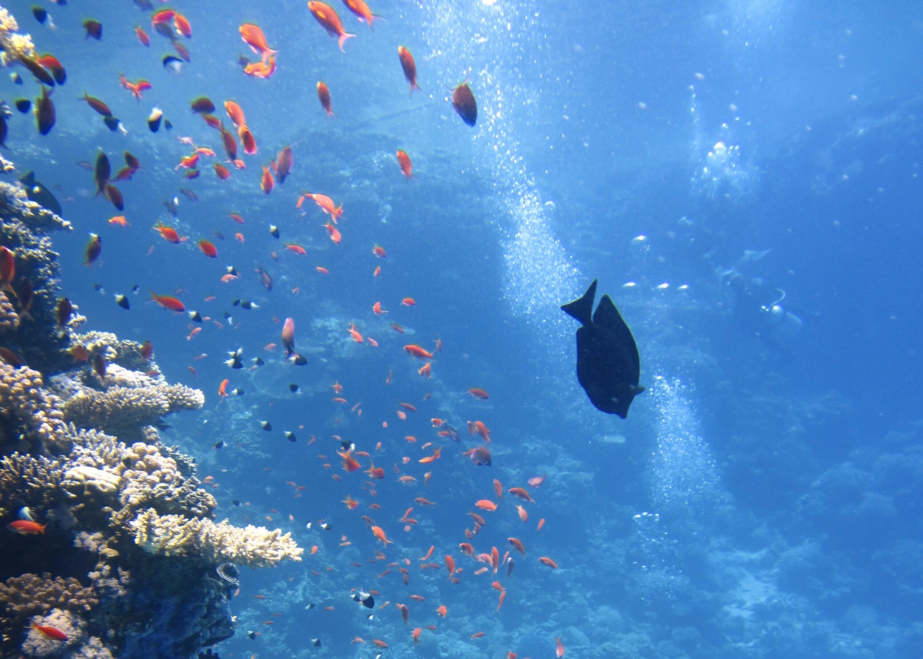 underwater fishes