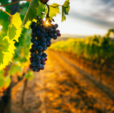 settore agroalimentare