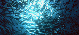 Acquacoltura e pesca