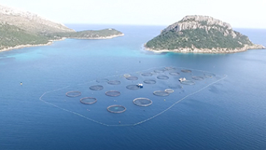 Compagnie Ittiche Riunite: RINA certifica l’impegno per la tutela sociale e ambientale