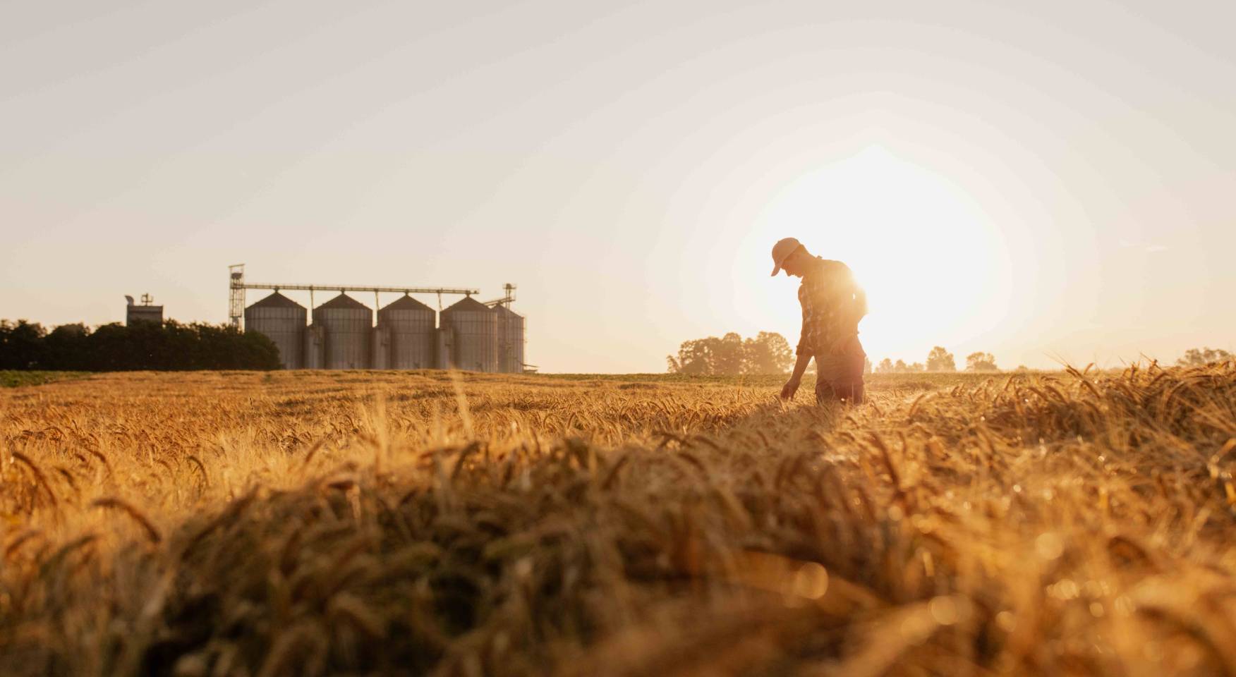Egypt's wheat storage infrastructure