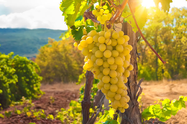 Vinitaly 2024 Agroqualità