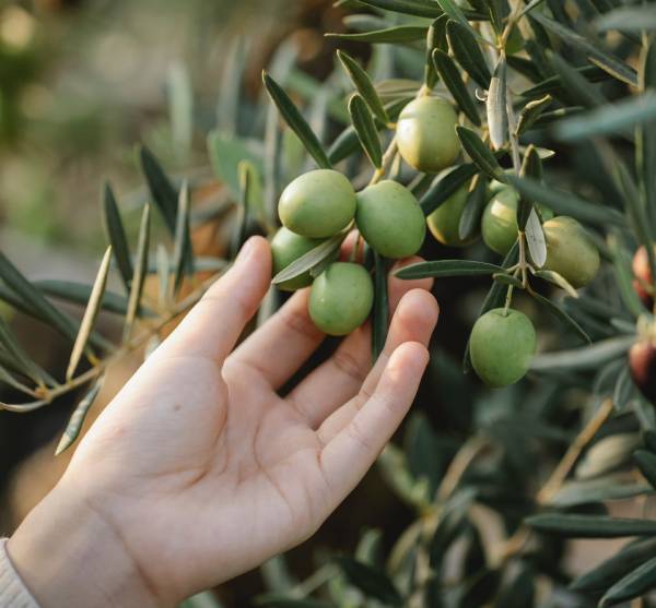 RINA E UNISG insieme per sviluppare i futuri scenari del cibo