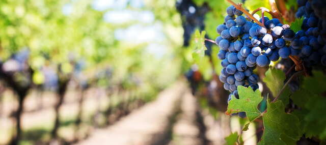 vini-sostenibili
